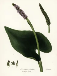 Pickerel Weed, Pontederia Cordata