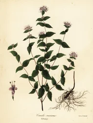Stone mint, frost mint, dittany, and American dittany, Cunila origanoides