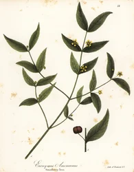 Strawberry Tree, Euonymus Americanus