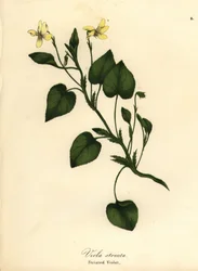 Striped cream violet, creamy violet or striated violet, Viola striata