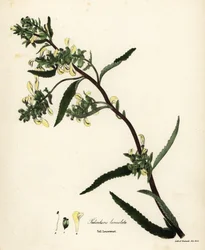 Tall Lousewort, Pedicularis lanceolata