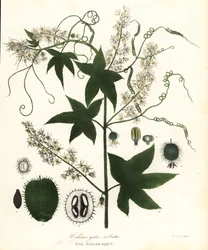 Wild Cucumber, Prickly Cucumber, Bur Cucumber or Wild Balsam Apple, Echinocystis Lobata