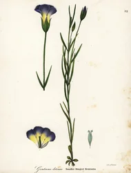 Windmill fringed gentian