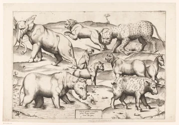 Nine Animals