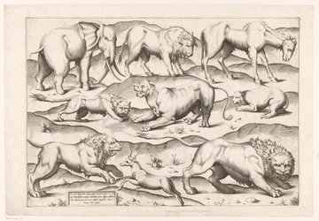 Nine Wild Animals