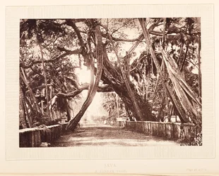 A Banyan Tree, Java