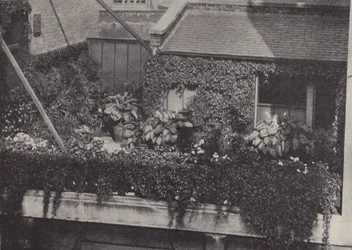 A Roof Garden