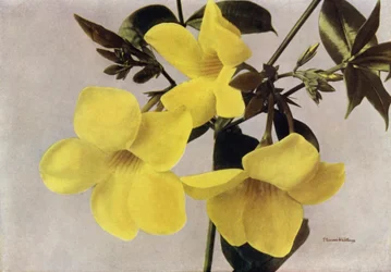 Allamanda Schottii Hendersonii