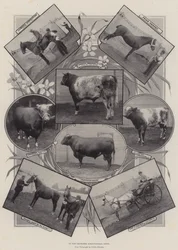 At the Leicester Agricultural Show