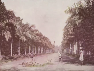 Avenue of Palms, Botanical Gardens, Calcutta