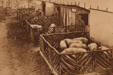 British army piggery during World War I