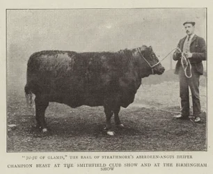 Champion Beast at the Smithfield Club Show and at the Birmingham Show