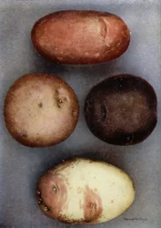 Coloured Potatoes