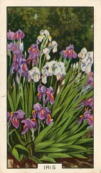 Garden Flowers: Iris