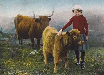 Girl petting a calf