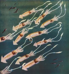 Luminous Squids or Cuttle-Fishes in the Sea of Japan