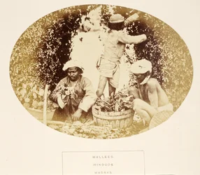 Mallees (Gardeners), Hindus, Madras, from The People of India, by J. Forbes Watson, published 1868