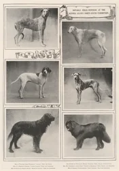 Notable Prize-Winners at the Kennel Clubs Forty-Sixth Exhibition