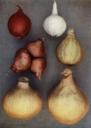 Onions
