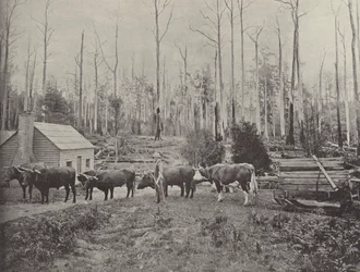Sledding Timber at Lebrina, Tasmania