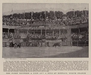 The Fight between a Lion and a Bull at Roubaix, North France