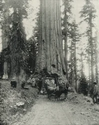 "Wawona" Big Tree, Mariposa Grove, California