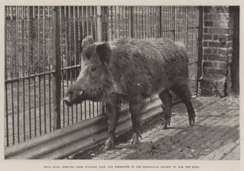 Wild Boar, removed from Windsor Park and presented to the Zoological Society by HM the King