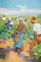 A Vineyard in France