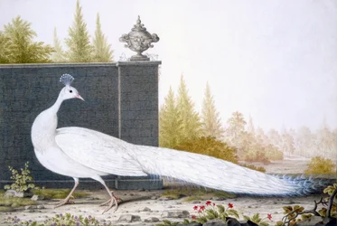 A White Peahen