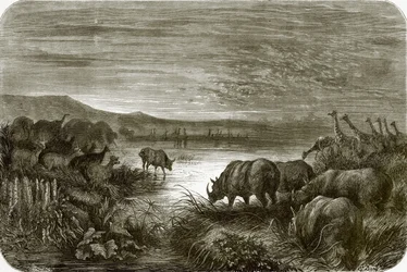 A pond in Africa at night