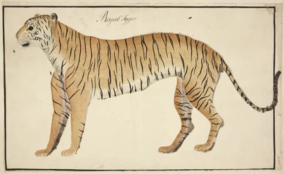 A royal tiger from the Serfagee of Tanjore