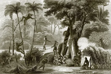 A scene in the Brazilian forest