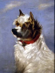 A Terrier with a Red Collar