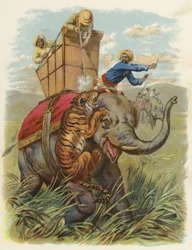 A tiger hunt in India