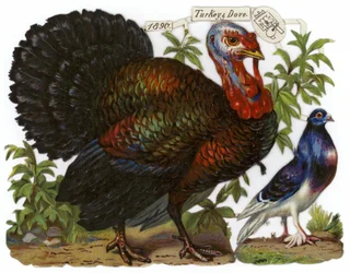A Turkey Pictured Alongside a Dove
