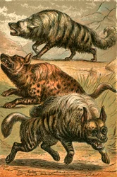 Aard Wolf, Spotted Hyena and Striped Hyena