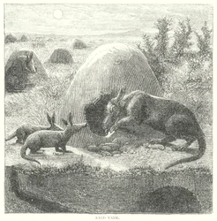 Aardvark