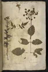 Dried Plant Specimen with Explanation, from the 