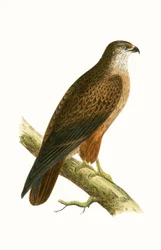 African Buzzard, illustration from 