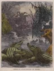 African crocodiles at home