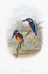 Common Kingfisher