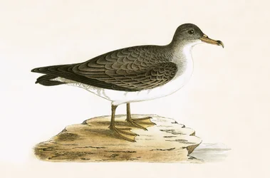 Algerian Cinereous Shearwater, illustration from 
