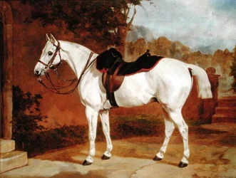 Ali, Portrait of a Horse