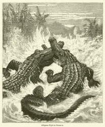 Alligator Fight in Sumatra