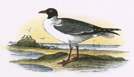 American Laughing Gull