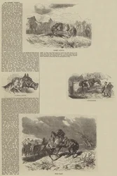 An Equine Career