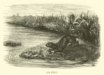 An Otter
