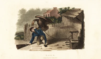 An eagle attacking its keeper in revenge for a whipping a week before