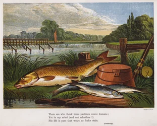 Angler