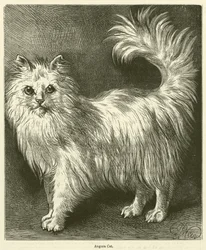 Angora Cat